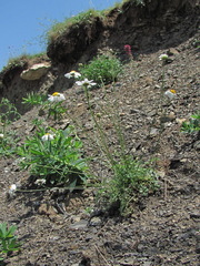 Tanacetum silaifolium