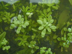Callitriche cophocarpa
