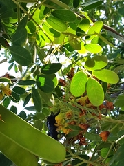 Xylocopa