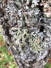 Evernia prunastri
