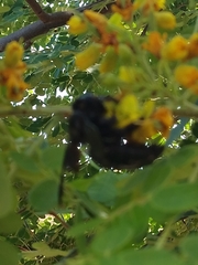 Xylocopa