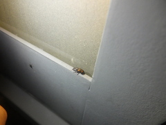 Glischrochilus japonius