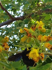 Xylocopa