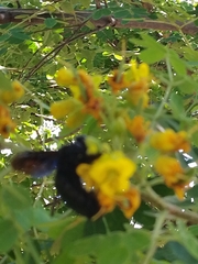 Xylocopa