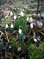 Galanthus