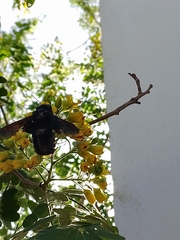 Xylocopa