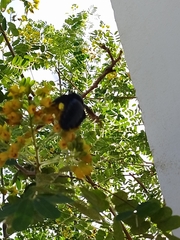 Xylocopa