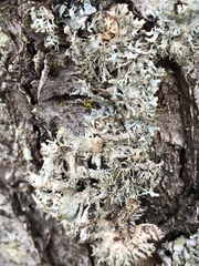 Pseudevernia furfuracea