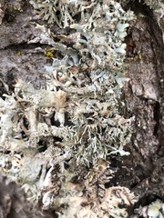 Pseudevernia furfuracea