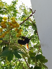 Xylocopa