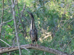 Ixobrychus sturmii