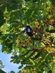 Xylocopa