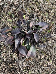 Packera obovata