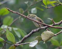 Hemitriccus nidipendulus