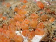 Metandrocarpa taylori