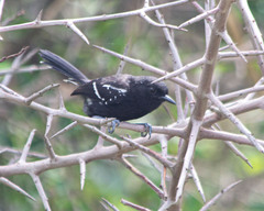 Formicivora littoralis