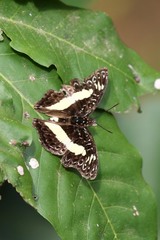 Euptera kinugnana kinugnana
