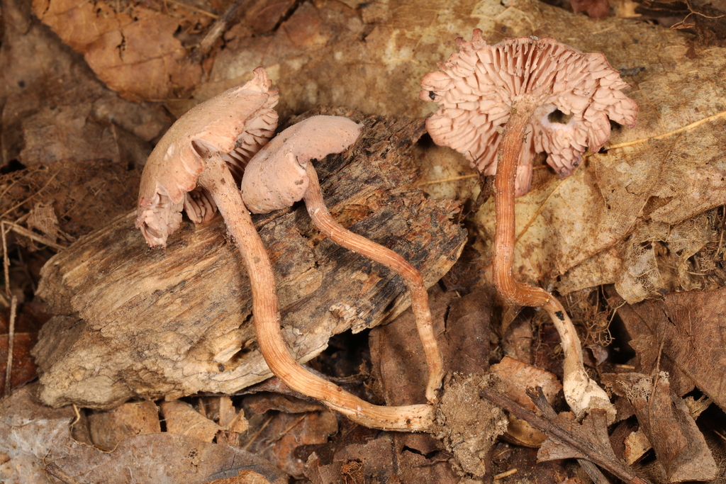 Laccaria sp. 'IN03'