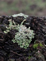 Cladonia