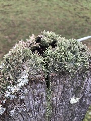 Cladonia