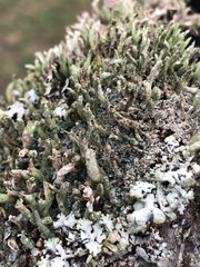 Cladonia