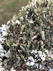 Cladonia