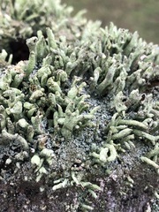 Cladonia