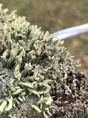 Cladonia
