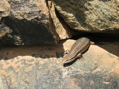 Trachylepis variegata