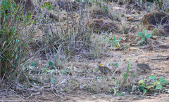 Pternistis leucoscepus