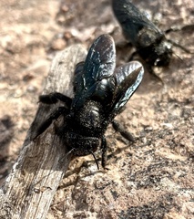 Xylocopa californica arizonensis