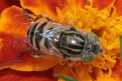 Eristalinus