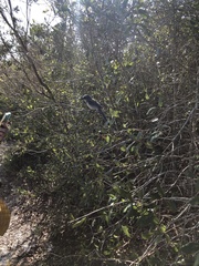 Aphelocoma coerulescens