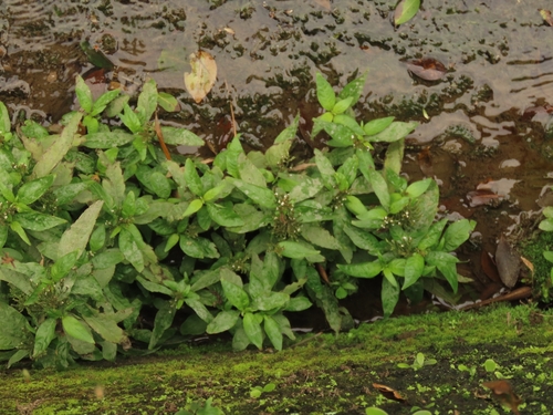 Image of Justicia comata by (c) chiuluan, some rights reserved (CC BY)