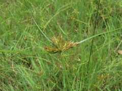 Cyperus polystachyos polystachyos