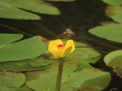 Nuphar pumila