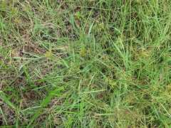 Cyperus polystachyos polystachyos