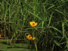 Nuphar pumila