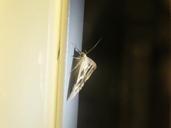 Grammodes geometrica