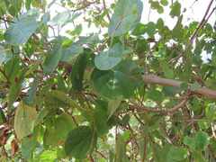 Cordia monoica