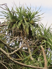 Pandanus odorifer