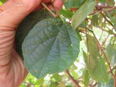 Cordia monoica