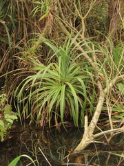 Pandanus odorifer