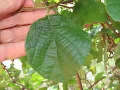 Cordia monoica