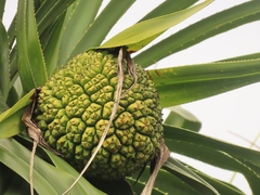 Pandanus odorifer