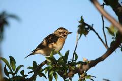 Saxicola rubetra