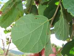 Cordia monoica
