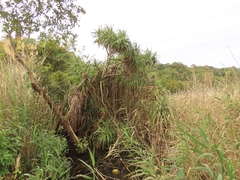Pandanus odorifer
