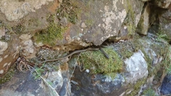 Psammophis crucifer