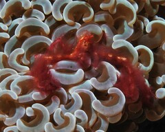 Achaeus japonicus